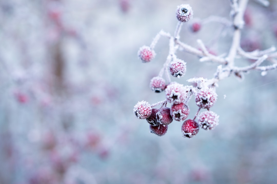 Ogród zimowy – jak go zbudować na swojej posesji?